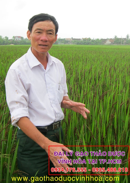 Ông Phan Văn Hòa bên cánh đồng lúa thảo dược (Lúa Tím)
